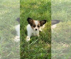 Papillon Puppy for sale in CANOGA, NY, USA