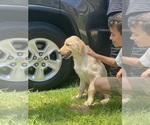 Small Photo #3 Golden Retriever Puppy For Sale in GRAND RAPIDS, MI, USA