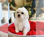 Small Photo #2 Maltese Puppy For Sale in LOS ANGELES, CA, USA