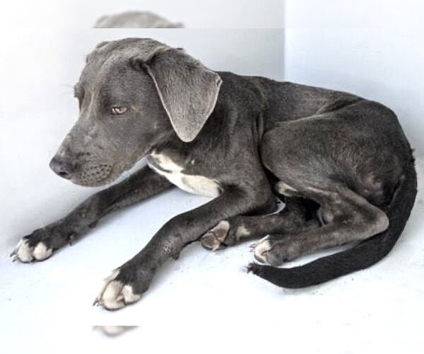 Medium Photo #1 Labrador Retriever-Unknown Mix Puppy For Sale in Houston, TX, USA