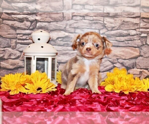 Medium Photo #11 Chihuahua Puppy For Sale in CHARLESTON, AR, USA