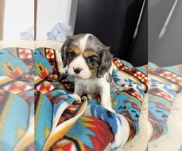 Medium Photo #4 Cavalier King Charles Spaniel Puppy For Sale in DEWITT, MI, USA