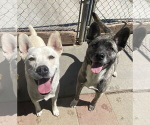 Spice - Female Siberian Husky-Unknown Mix Dog for Adoption - Photo #3