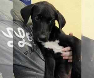 Great Pyrenees-Unknown Mix Dogs for adoption in Rockwall, TX, USA