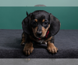 Dachshund Puppy for Sale in CROWLEY, Texas USA