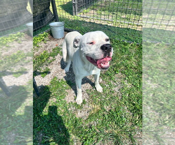 Medium Photo #2 Mutt Puppy For Sale in Abbeville, LA, USA