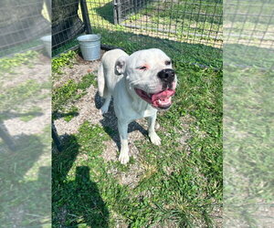 Brie - Female Mutt Dog for Adoption - Photo #2