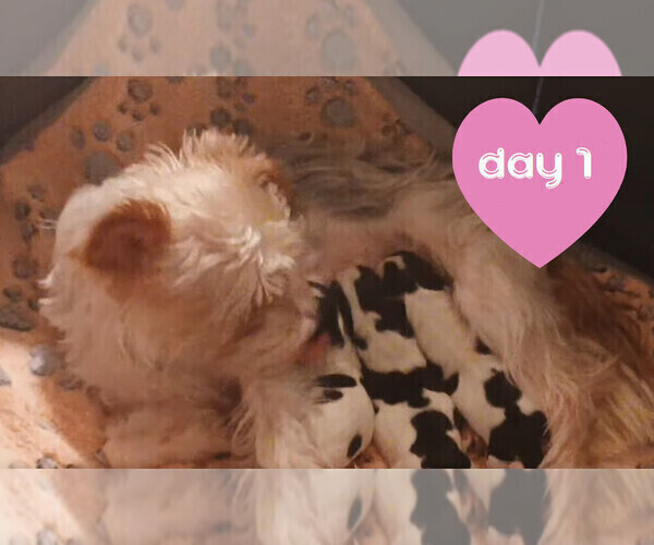 Medium Photo #9 Biewer Yorkie Puppy For Sale in GRANBURY, TX, USA