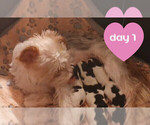 Small #8 Biewer Yorkie