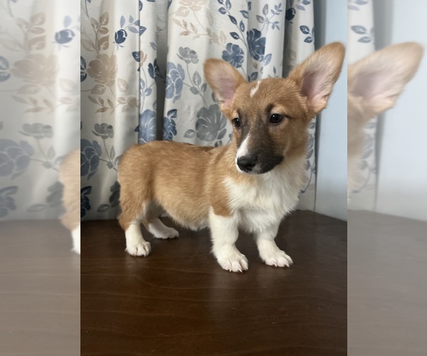 Medium Photo #21 Pembroke Welsh Corgi Puppy For Sale in DURHAM, CT, USA