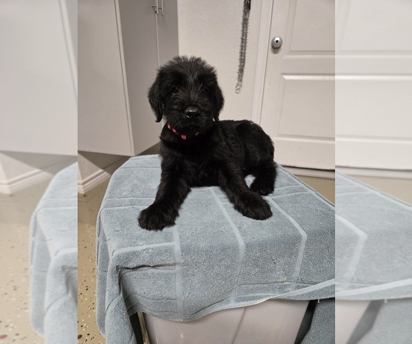 Medium Photo #1 Schnauzer (Giant) Puppy For Sale in KILLEEN, TX, USA