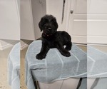 Puppy Pink 3 Schnauzer (Giant)