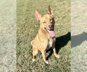 Carolina Dog-German Shepherd Dog Mix Dogs for adoption in Conroe, TX, USA