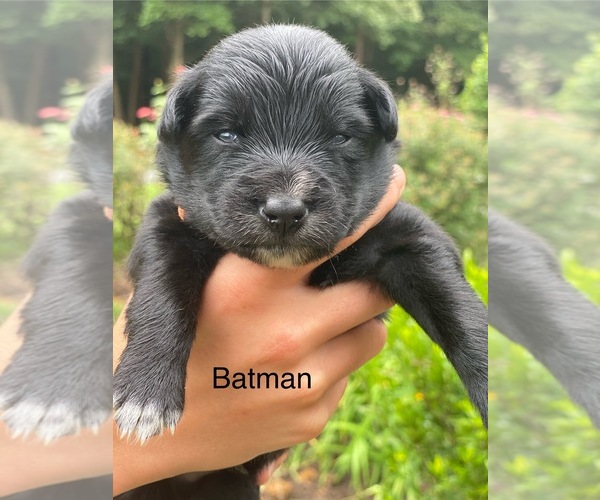 Medium Photo #6 Australian Shepherd Puppy For Sale in MOCKSVILLE, NC, USA