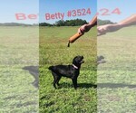 Puppy Betty Labrador Retriever