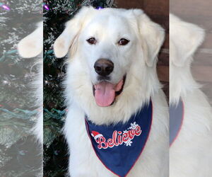 Golden Pyrenees Dogs for adoption in Glendale , AZ, USA