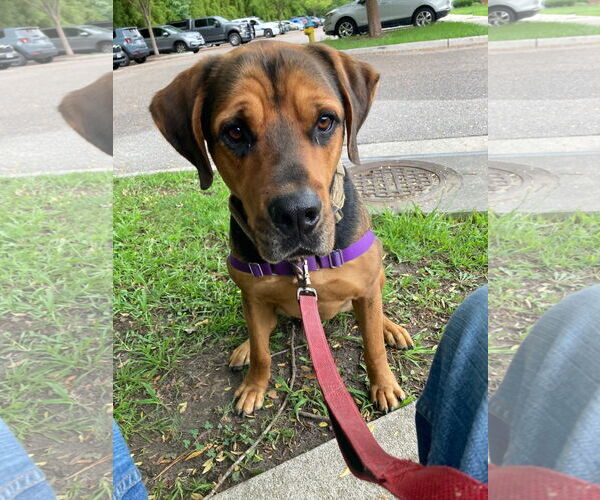 Medium Photo #2 Rottweiler Puppy For Sale in Virginia Beach, VA, USA