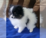 Small Photo #12 Pomeranian Puppy For Sale in MENIFEE, CA, USA