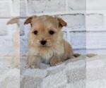 Small #14 Morkie