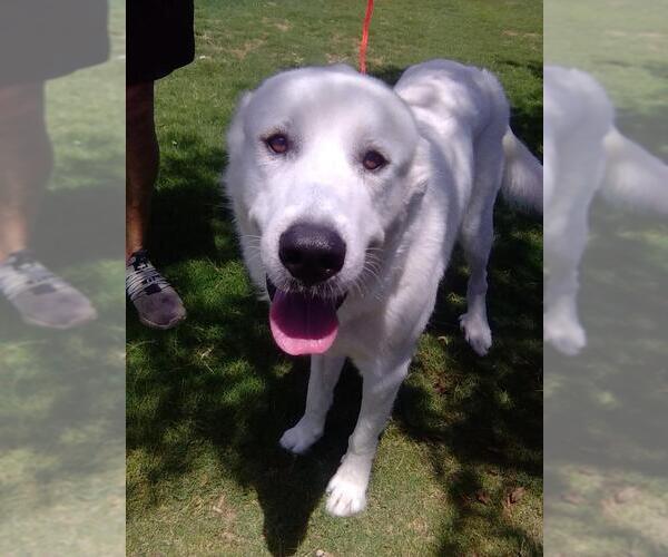 Medium Photo #4 Great Pyrenees Puppy For Sale in Spring, TX, USA
