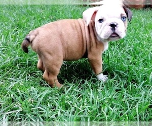 English Bulldog Puppy for sale in QUEEN CREEK, AZ, USA