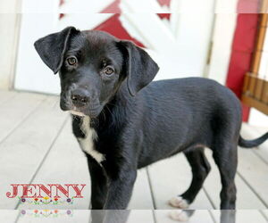 Beagle-Unknown Mix Dogs for adoption in Wakefield, RI, USA