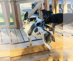 Small #2 Australian Shepherd Mix