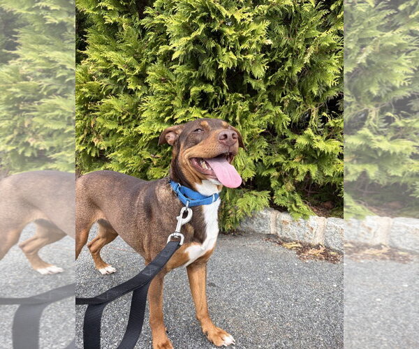 Medium Photo #11 Australian Kelpie-Miniature Pinscher Mix Puppy For Sale in Rockaway, NJ, USA