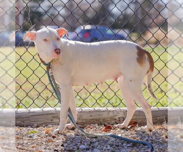 Medium Photo #1 American Pit Bull Terrier-Unknown Mix Puppy For Sale in Waco, TX, USA