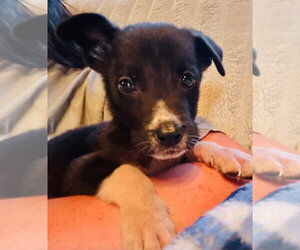 Labrador Retriever-Unknown Mix Dogs for adoption in Claremore, OK, USA