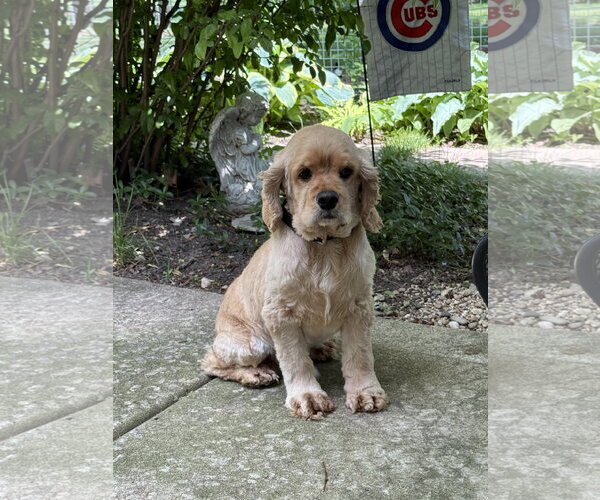 Medium Photo #3 Cocker Spaniel Puppy For Sale in Wheaton, IL, USA