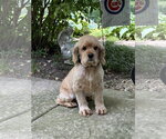 Small #2 Cocker Spaniel