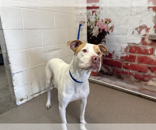 Medium Photo #1 Mutt Puppy For Sale in San Bernardino, CA, USA