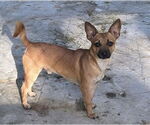 Small #3 Chihuahua Mix