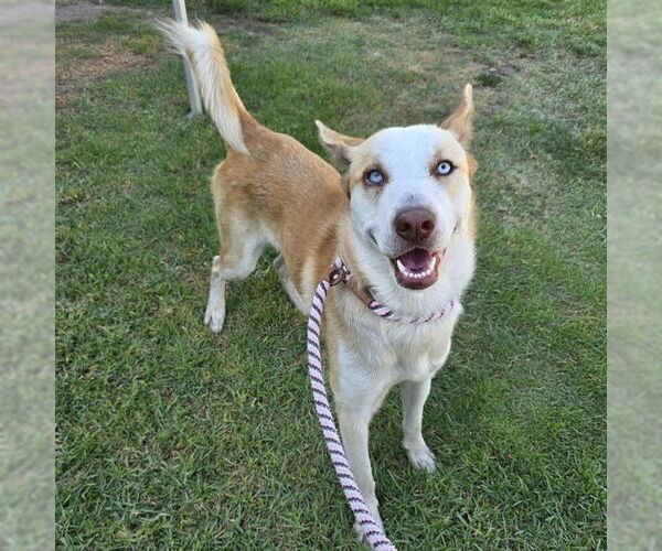 Medium Photo #1 Siberian Husky-Unknown Mix Puppy For Sale in Long Beach, CA, USA