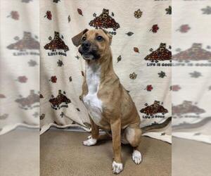 German Shepherd Dog Dogs for adoption in Norco, CA, USA