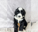 Small Photo #2 Bernedoodle Puppy For Sale in ARLINGTON, TX, USA