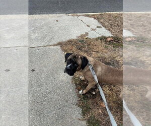 Enzo - Male Mastiff-Unknown Mix Dog for Adoption - Photo #4