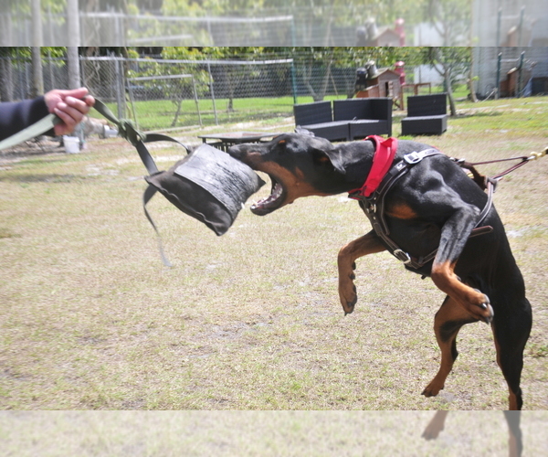 Medium Photo #13 Doberman Pinscher Puppy For Sale in FORT LAUDERDALE, FL, USA