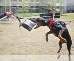 Small #12 Doberman Pinscher