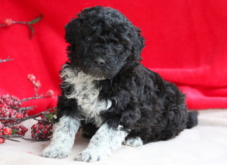 Portuguese Water Dog Puppy for sale in MOUNT JOY, PA, USA