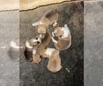 Small Photo #2 Pembroke Welsh Corgi Puppy For Sale in MUNFORDVILLE, KY, USA