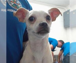 Chihuahua Dogs for adoption in San Bernardino, CA, USA