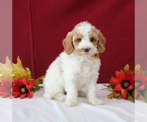 Goldendoodle Puppy for sale in GORDONVILLE, PA, USA