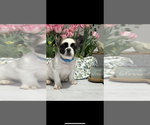 Puppy Panda French Bulldog