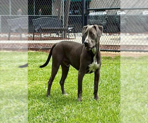 Medium Photo #1 American Pit Bull Terrier-Catahoula Leopard Dog Mix Puppy For Sale in Placerville, CA, USA