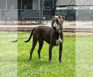 Medium American Pit Bull Terrier-Catahoula Leopard Dog Mix