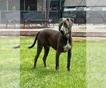 Small American Pit Bull Terrier-Catahoula Leopard Dog Mix