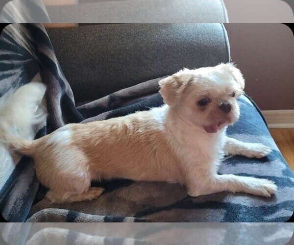 Medium Photo #2 Shih Tzu Puppy For Sale in Brights Grove, Ontario, Canada