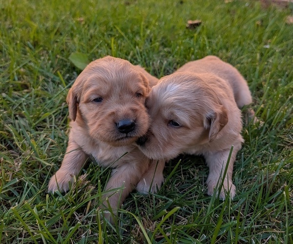 Medium Photo #2 Golden Retriever Puppy For Sale in SACRAMENTO, CA, USA